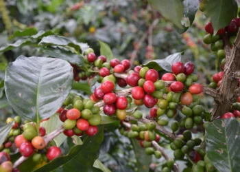 Fresh coffee beans, related to the best time to drink morning coffee