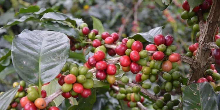 Fresh coffee beans, related to the best time to drink morning coffee