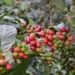 Fresh coffee beans, related to the best time to drink morning coffee