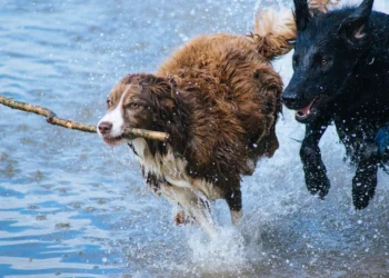 Dogs related to how to train your dog