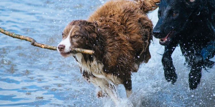 Dogs related to how to train your dog