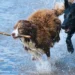 Dogs related to how to train your dog