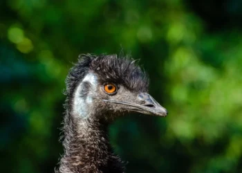 Emu bird related to all you need to know about Emu Heaven