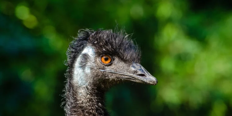 Emu bird related to all you need to know about Emu Heaven