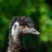 Emu bird related to all you need to know about Emu Heaven