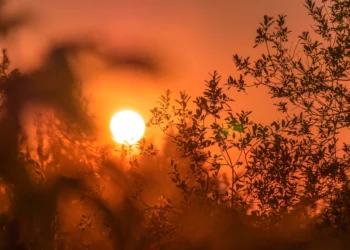 Tree silhouette under a hot orange sky during the European heatwave
