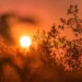 Tree silhouette under a hot orange sky during the European heatwave