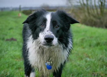 Pet dog walking on grass, showing the health benefits of owning a dog