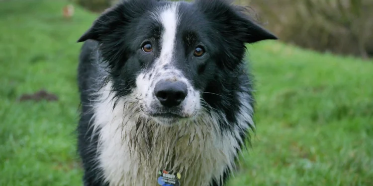 Pet dog walking on grass, showing the health benefits of owning a dog