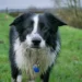 Pet dog walking on grass, showing the health benefits of owning a dog