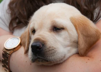 Puppy training related to professional training for your dogs