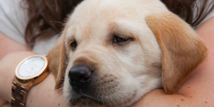 Puppy training related to professional training for your dogs
