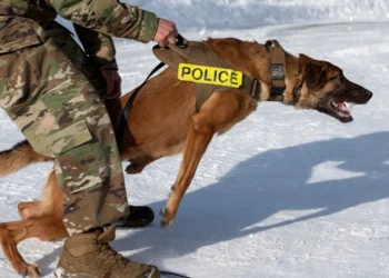 Dog training related to private or group lessons for your dog