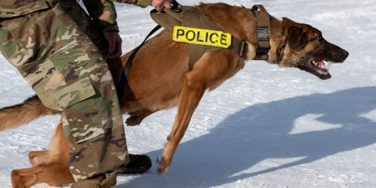 Dog training related to private or group lessons for your dog