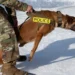Dog training related to private or group lessons for your dog